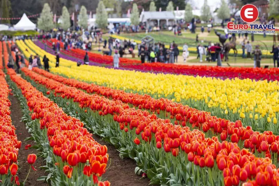 Cảnh sắc rực rỡ tại lễ hội hoa Tulip Tesselaar