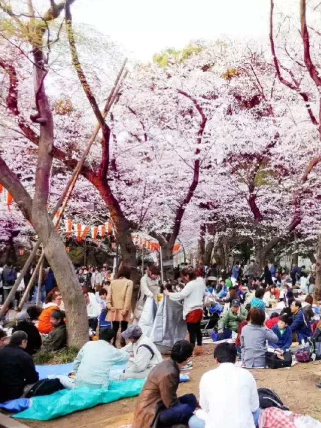   Cẩm nang du lịch Nhật Bản tháng 4: Kinh nghiệm và lễ hội độc đáo